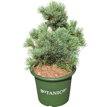 Borovica drobnokvetá Pinus parviflora 'Negishi' 30-40 cm kvetináč 6 l