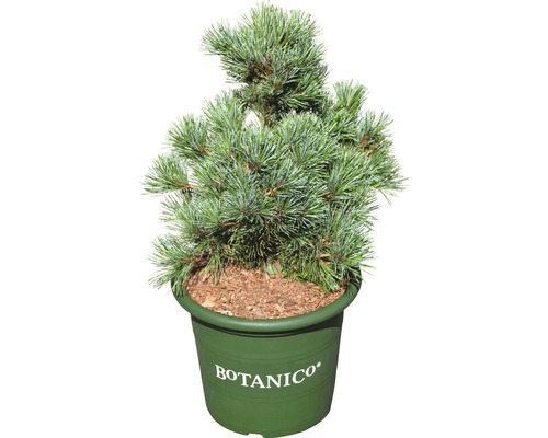 Borovica drobnokvetá Pinus parviflora 'Negishi' 30-40 cm kvetináč 6 l