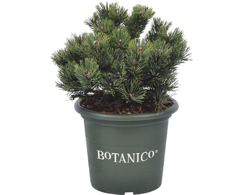 Borovica horská Pinus mugo 'Sherwood Compact' 20-25 cm kvetináč 3,7 l