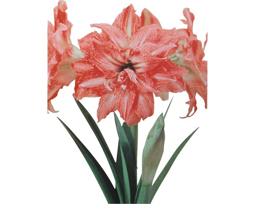 Amarylis FloraSelf Hippeastrum 20-30 cm kvetináč Ø 13 cm