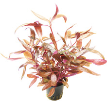 Vodná rastlina Rotala rotundifolia v kvetináči