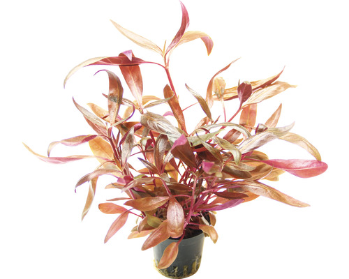 Vodná rastlina Rotala rotundifolia v kvetináči