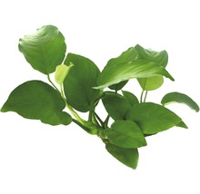 Zelená rastlina pre akváriá