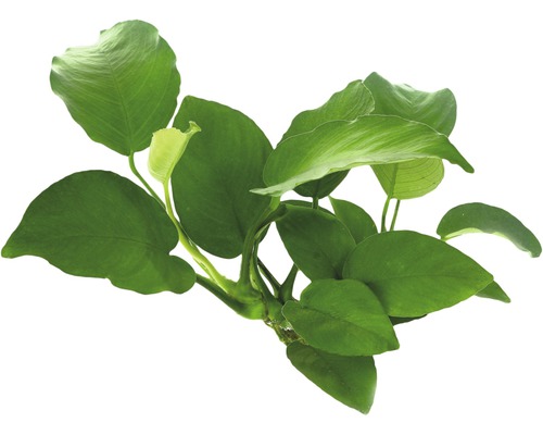 Vodná rastlina Anubias barteri Zelená rastlina pre akváriá