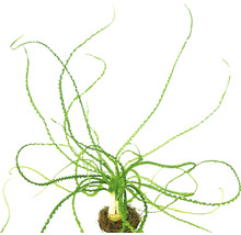 Kučeravá valisneria akvarijná rastlina