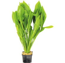 Akvarijná rastlina v kvetináči