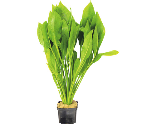 Akvarijná rastlina v kvetináči