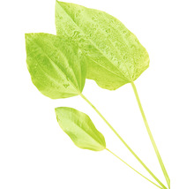 Tri zelené listy šípatky