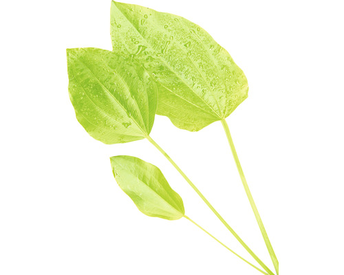 Tri zelené listy šípatky