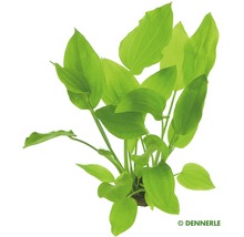 Dennerle Echinodorus cordifolius akvarijná rastlina