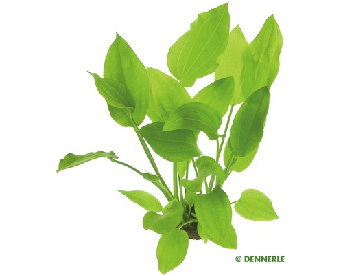 Vodná rastlina Echinodorus argentinensis, SP Dennerle Echinodorus cordifolius akvarijná rastlina