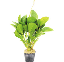 Šípatka srdcovitolistá v kvetináči pre akváriá