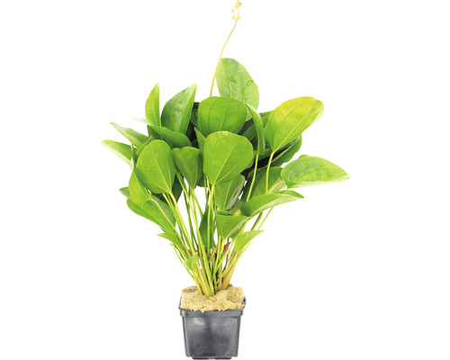 Šípatka srdcovitolistá v kvetináči pre akváriá