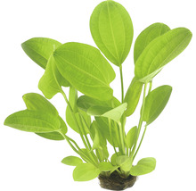 Akvarijná rastlina so zelenými listami