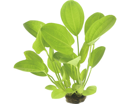 Akvarijná rastlina so zelenými listami
