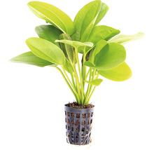 Akvarijná rastlina so zelenými listami v kvetináči