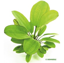 Akvarijná rastlina so širokými listami