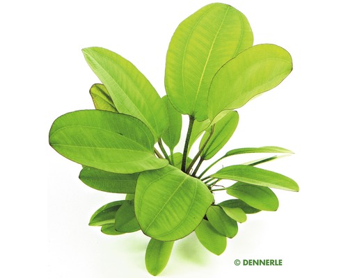 Akvarijná rastlina so širokými listami