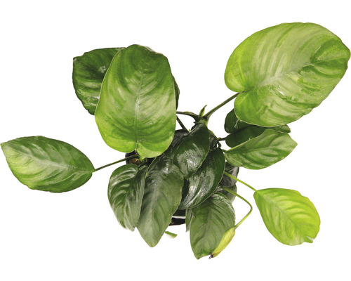 Rastlina so zelenými listami