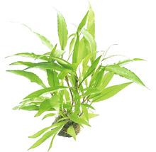 Mor kanadský v kvetináči