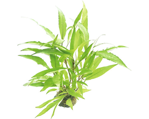 Mor kanadský v kvetináči