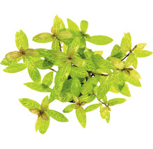 Vodná rastlina so zelenými listami