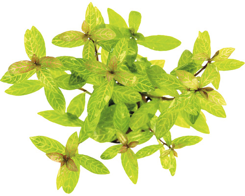 Vodná rastlina so zelenými listami