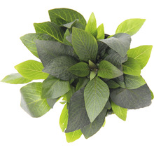 Hortenzia so zelenými listami zhora