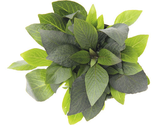 Hortenzia so zelenými listami zhora