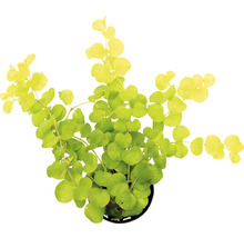 Zelená rastlina Lysimachia nummularia v kvetináči