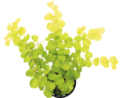 Vodná rastlina Lysimachia nummularia aurea Zelená rastlina Lysimachia nummularia v kvetináči