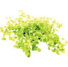 Pilea rozlezlá v kvetináči