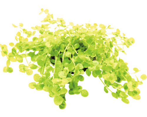 Pilea rozlezlá v kvetináči