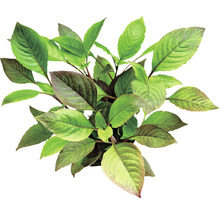 Pohľad zhora na izbovú rastlinu so zelenými listami