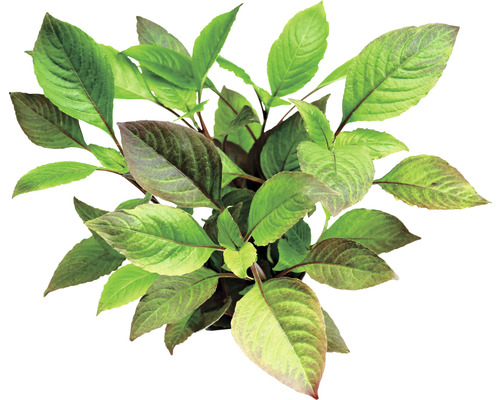 Morkanka vzpriamená Hygrophila corymbosa Pohľad zhora na izbovú rastlinu so zelenými listami