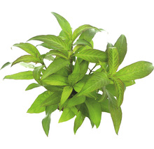 Vodnárka rastlina s listami