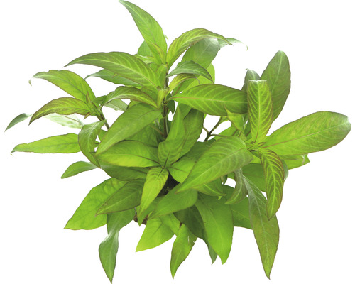 Vodnárka rastlina s listami