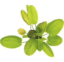 Akvarijná rastlina s oválnymi listami