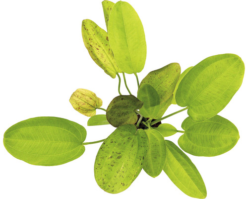 Akvarijná rastlina s oválnymi listami