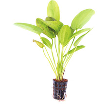 Echinodorus akváriová rastlina v kvetináči