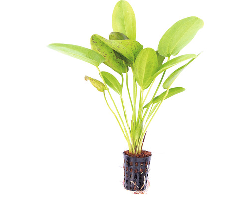 Echinodorus akváriová rastlina v kvetináči