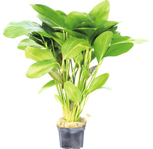 Rastlina Echinodorus v kvetináči