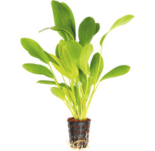 Rastlina v kvetináči pre akvária