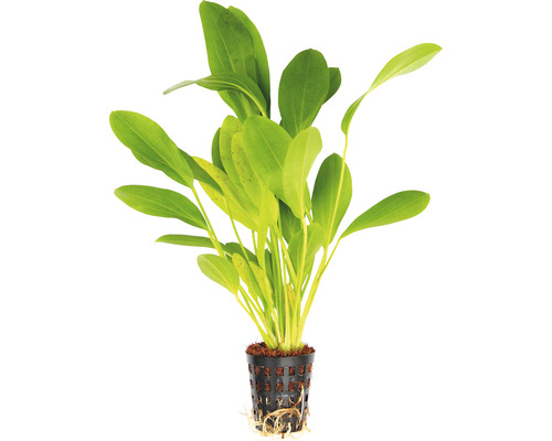 Vodná rastlina Echinodorus Dschungelstar Nr. 3 Rastlina v kvetináči pre akvária