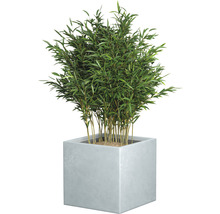 Bambusová rastlina v hranatom kvetináči