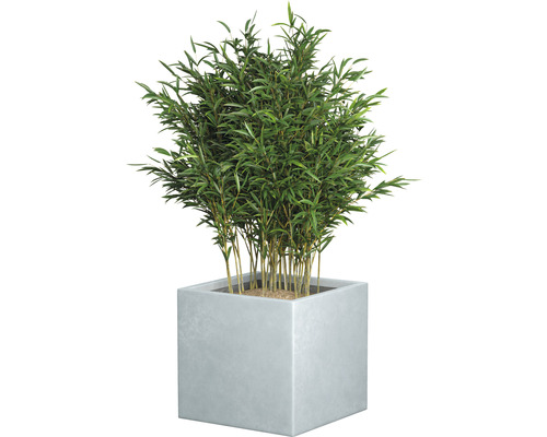 Bambusová rastlina v hranatom kvetináči