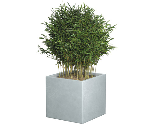 Bambus v hranatom kvetináči