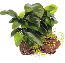 Akvarijná rastlina na lávovom kameni