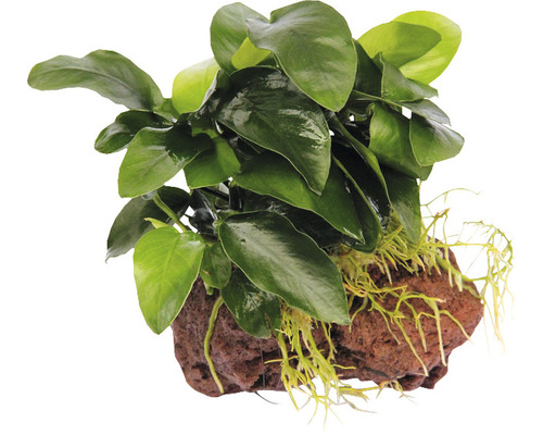 Akvarijná rastlina na lávovom kameni