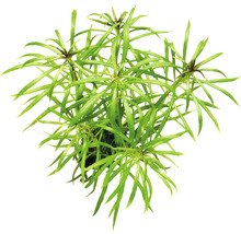 Hviezdnatec tŕnitý rastlina pre akvária